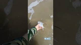 Releasing a Trachinotus goodei catchandrelease nature sea chill fish [upl. by Gatian17]