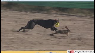 fast greyhound and wild rabbits racing 2024 [upl. by Vasyuta]