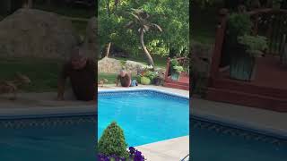 Baby Deer RESCUED From Swimming Pool Shorts Rescue [upl. by Rosmunda26]