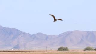 Arizona birding at Paloma Ranch 21Jul 2024 [upl. by Inal]