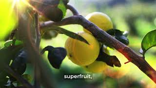 Dont Buy Citrus Bergamot Supplements Until You Watch This [upl. by Gates]