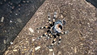 Mexican Red Knee Tarantula Molting Timelapse  ViralHog [upl. by Haze55]