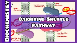 Carnitine Shuttle Pathway  Biochemistry [upl. by Eimmat]