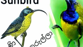 Kurullane peni kurullane  Sunbird  Pani kurulla  Birds  Family  World… [upl. by Jabon654]