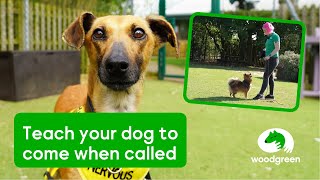 Master dog recall training – Tips to teach your dog to come when called 🐶  Woodgreen Pets Charity [upl. by Kcirred]