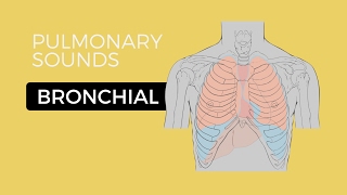 02  Lung Sounds  Bronchial breath sounds [upl. by Bolling]