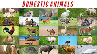 Domestic animals  Animals name  Learning animals name for kids [upl. by Terri]