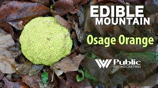 EDIBLE MOUNTAIN — Osage Orange [upl. by Angeli]