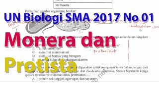 N1 Perbedaan Monera dan Protista Pembahasan Ujian Nasional Biologi SMA 2016 2017 [upl. by Smalley833]