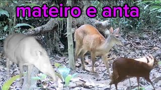 VEADO MATEIRO E ANTA SE ALIMENTANDO NO BARREIRO viralvideo anaturezapreservandoavida animals [upl. by Etnomaj]