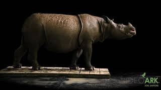 A Bornean rhinoceros Dicerorhinus sumatrensis harrissoni at the Sumatran Rhino Rescue Center [upl. by Villiers]