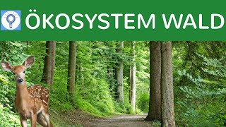 Ökosystem Wald  Entwicklungsstadien Baumarten Vegetationszonen Stockwerke  Ökosysteme 6 [upl. by Nnyladnarb]