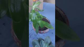 Kathleens Garden Succulents repotting [upl. by Anawd]