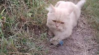 Removing a botfly maggot form little Kittens Nose [upl. by Enihpets]