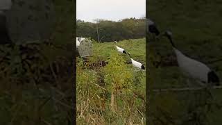 a redcrowned crane family hokkaido japan [upl. by Notslah]