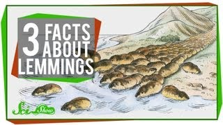 3 Facts About Lemmings [upl. by Neyr]