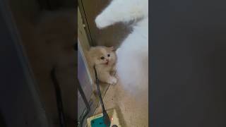 Scared cats funnyshorts funny catvideos cat funnypetslife catfunny pets [upl. by Dara]