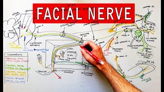 Facial nerve  Origin Function Pathway amp Branches  Anatomy Tutorial [upl. by Atinauj]