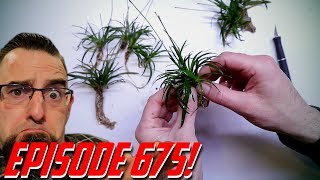 Episode 675 How to grow and propagate aquarium plants Eriocaulon Vietnam [upl. by Yendahc]