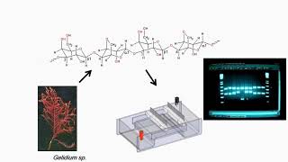 Gel Electrophoresis Preparation and Applications [upl. by Annairam]