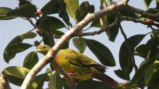 Orangebreasted Green Pigeon Treron bicinctus [upl. by Lovich93]