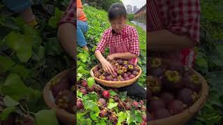 How to grow fresh Mangosteen fruit and how is Mangosteen fruit cultivatedagriculture mangosteen [upl. by Remo]