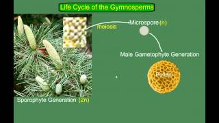 Gymnosperm Pine Life Cycle [upl. by Ninnahc379]