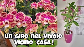 Ho acquistato una nuova orchidea dendrobium orchids orchideabambù [upl. by Jodi]