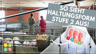 Glori goes Tierwohl  Die Haltungsform hinter dem Fleischlabel  Stufe 2  Stallhaltung Plus [upl. by Edahsalof993]