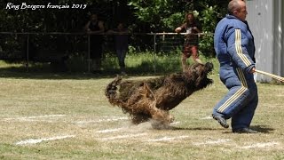 Ring Bergers Français 2015  les briards Gonzague et Hernesto [upl. by Millda625]