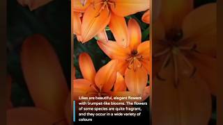 Most fragrant flowers 💐🌹trending pleasesubscribe 😑 [upl. by Ihcehcu]