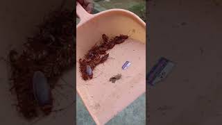 How to use anti roach gel to kill cockroach 🪳 in the effective wayshotsvideo pls do try this 💯 [upl. by Meehyrb]