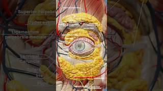 Eye anatomy 3D visualization with VOKA Anatomy Pros realistic 3D models 3danatomy [upl. by Sivrad7]