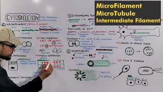 Cytoskeleton Types of cytoskeleton Detailed Series [upl. by Dnaltroc]