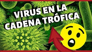 ¿QUÉ ES LA CADENA TRÓFICA O CADENA ALIMENTICIA Parte 2  su relación con la vida EcoSaberes [upl. by Daveda]