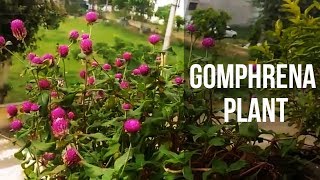 10How to collect seeds gomphrena plant [upl. by Fuller]