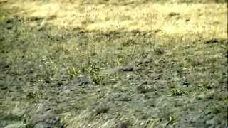 Antelope on Steens Mountain in southeastern Oregon [upl. by Doy966]