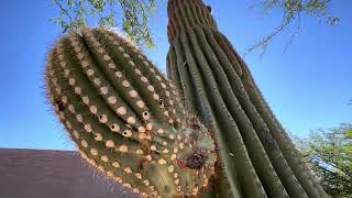 🌵Saguaro of the Day🌵 YOURE AS SHARP AS A RUBBER BALL 🥴  at the Desert Diamond Casino 🎰🎲💲 [upl. by Barry215]