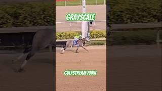 Grayscale amp Drayden Van Dyke pull away in the last furlong to earn the win in race 7GulfstreamPark [upl. by Rainer]