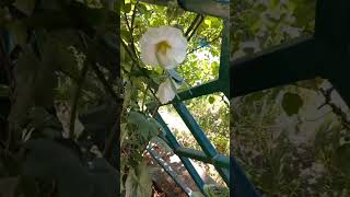 Hollyhock flower 🌼 🌿nature flower shorts youtube [upl. by Olnton]