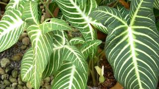 Beautiful leafy plant  Caladium lindenii Magnificum [upl. by Sulecram]