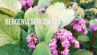 Bergenia sercolistna sercowata  piękna bylina do półcienia pielęgnacja uprawa rozmnażanie❤️ [upl. by Emmanuel265]