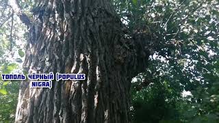 Тополь чёрный Populus nigra [upl. by Joaquin]