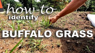 HowTo Identify Buffalo Grass Seedlings and Control Weeds [upl. by Naugal]