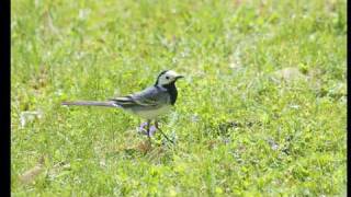 White Wagtail a patient hunter HQ  Bergeronnette Grise un patient chasseur Motacilla Alba [upl. by Frendel]