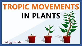 Tropic Movements in Plants  Meaning Tropism Key Points amp Types [upl. by Gnes]