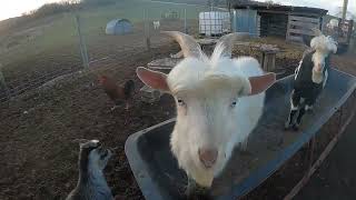 Our goatschickenssheep and horses before feeding time [upl. by Nraa835]