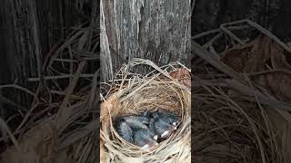 Yellowvented Bulbul nesting on a bad pole [upl. by Atselec686]