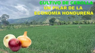 El Cultivo de Cebolla y su aporte a la Economía de Honduras [upl. by Zerline]