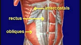 Mechanism of cough reflex [upl. by Ennayhs550]